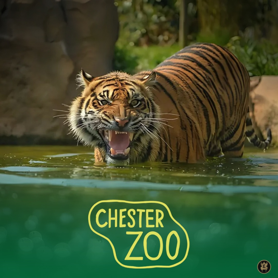 CHESTER ZOO + LUXURY LODGE & SPENDING MONEY